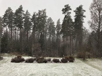 Pine trees in forest during winter