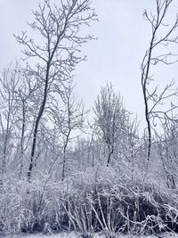 Bare trees on landscape against clear sky