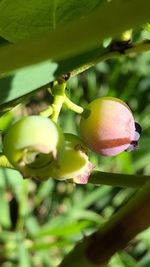 Close-up of fruits growing on tree