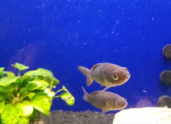 Close-up of fish underwater