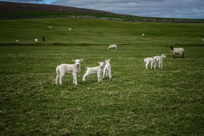 Sheep in a field