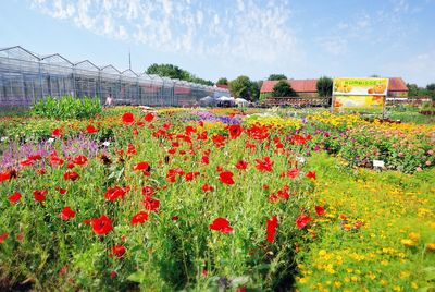 Red poppy flowers against sky