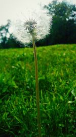 Close-up of flower growing in field