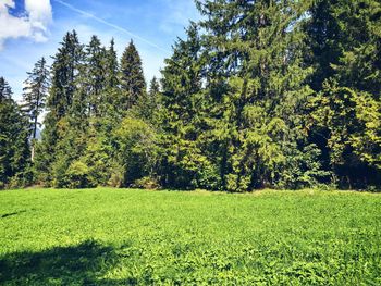 Trees on field against sky