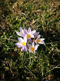 High angle view of crocus blooming outdoors