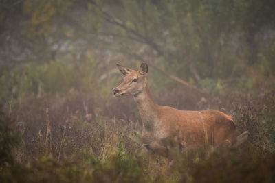 Side view of deer standing amidst plants in forest