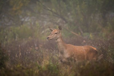 Side view of deer on field