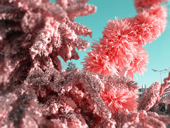 Low angle view of pink flowers on tree