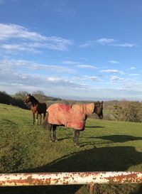 Horses in a field