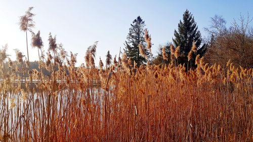 Plants growing in swamp against sky