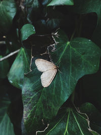 Close-up of butterfly on leaves