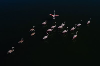 Flock of birds in lake