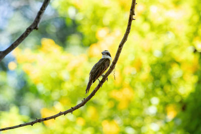 Close-up of bird perching on tree