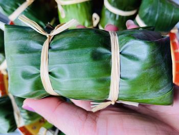 Close-up of hand holding green leaves