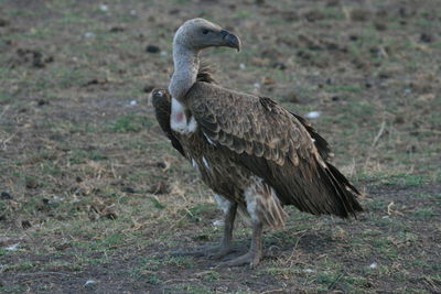 Bird on field