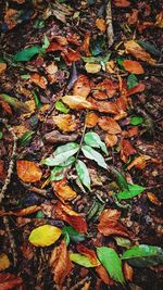 Close-up of autumnal leaves