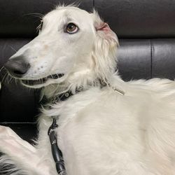 Close-up of a dog looking away