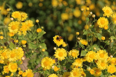 Close-up of yellow flowering plants