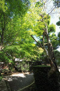 Trees in park against sky