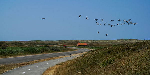 Flock of birds flying over road