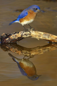 Close-up of male eastern bluebird perching on twig in water