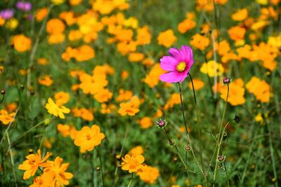 Close-up of purple flowering plant on field