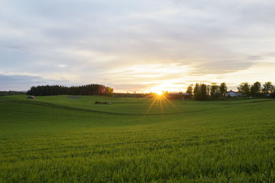 Scenic view of field against sky during sunset