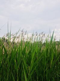 Grass growing on grassy field