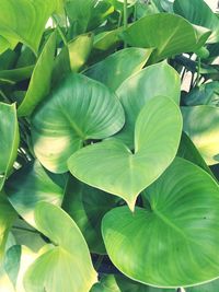 Full frame shot of green leaves