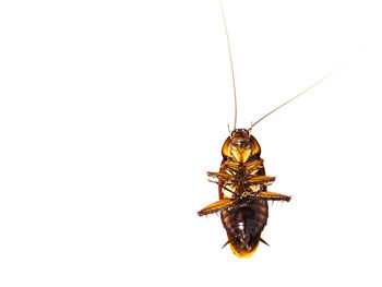 Directly above view of dead cockroach against white background