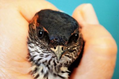 The red-rumped swallow in my hand was photographed, focusing on its clear eyes.