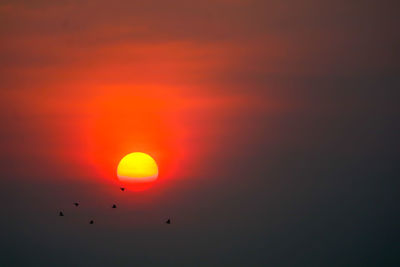 Low angle view of silhouette birds against sky during sunset