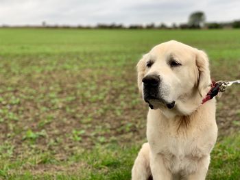 Dog looking away on field