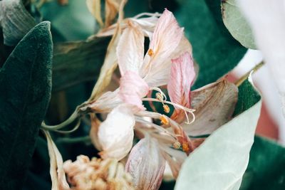 Close-up of wilted flower plant