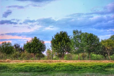 Trees on field against sky