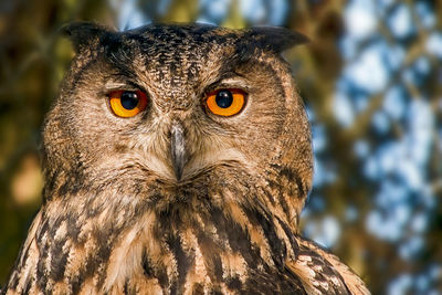 Close-up portrait of eagle owl