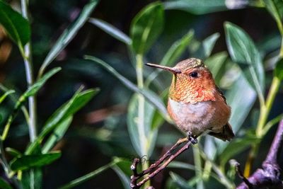 Close-up of bird perching on plant