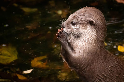 Close-up of an animal