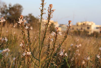 Close-up of flowering plants on field