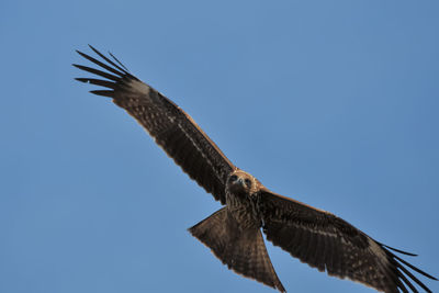 Low angle view of eagle flying against clear blue sky