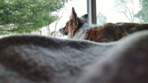 Dog looking out window