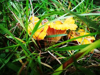 Close-up of mushroom growing on field