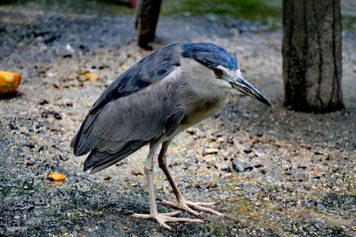 Bird perching on a land