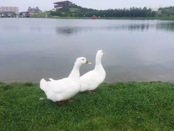 Swans on a lake