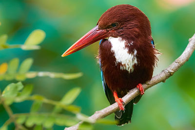 Close-up of bird perching on branch