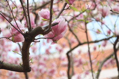Close-up of pink cherry blossoms in spring
