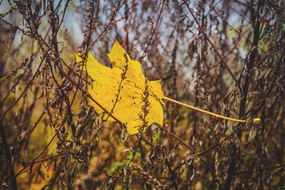 Close-up of yellow maple leaves on branch