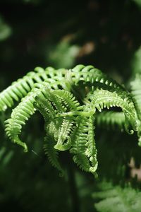 Green fern in the forest