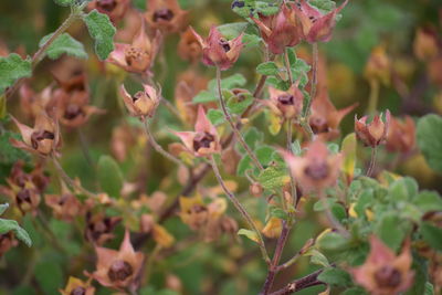 Close-up of flowering plants