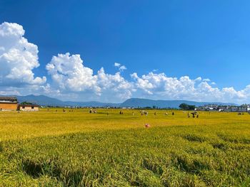 Scenic view of agricultural field against blue sky